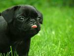 blackpugs.jpg